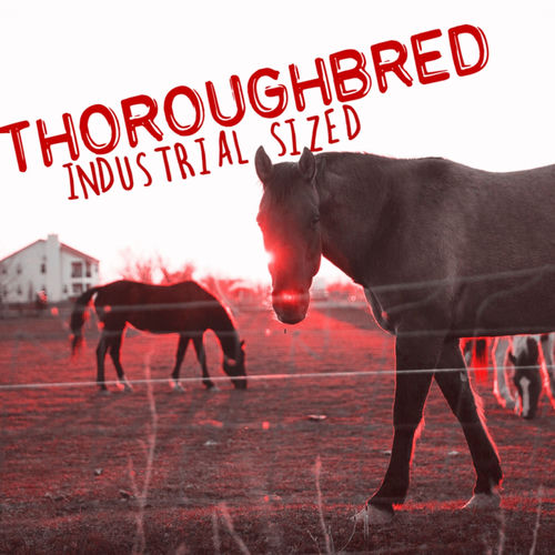 Thoroughbred头像