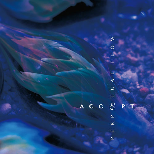 Accept头像