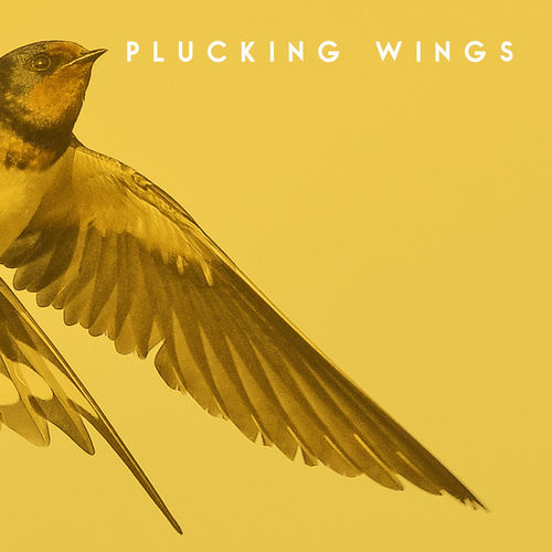 Plucking Wings头像