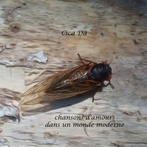 Cicada头像