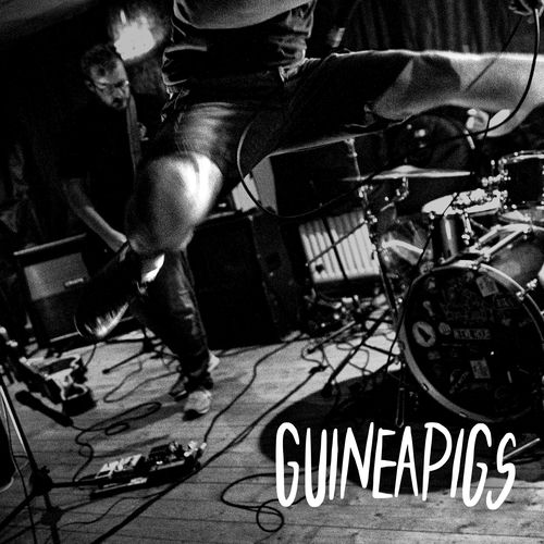 Guineapigs头像