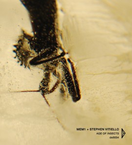 Age of Insects封面