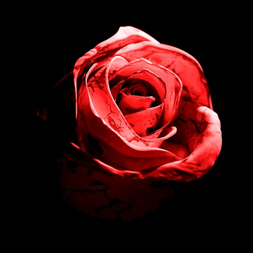 Romantic Homicide (Live Version)封面