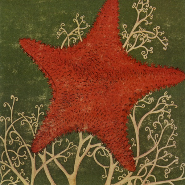 Arm of the Starfish封面