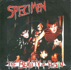 The Beauty of Poisin封面
