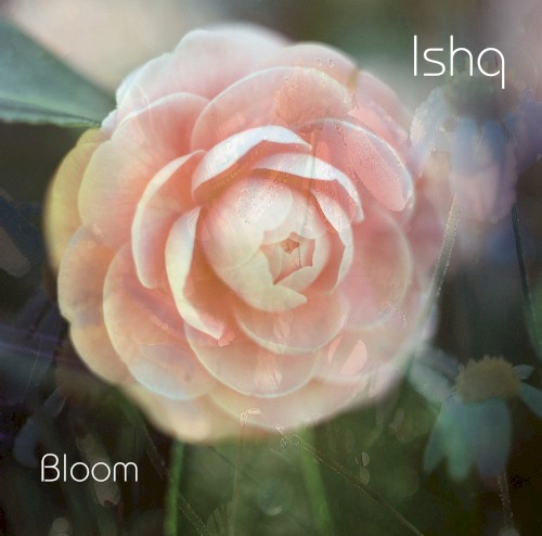 Bloom封面