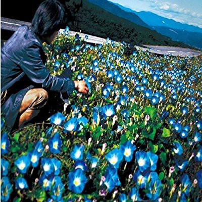 朝顔封面