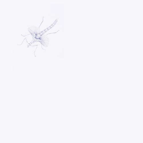 Entomologists封面