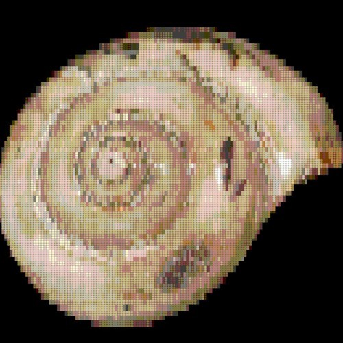 caracol封面