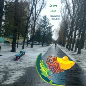 Комплекс Гольджи封面