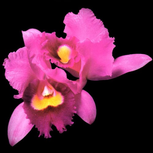 Orchid封面