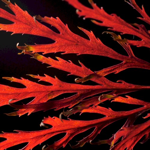 Autumn Colors封面