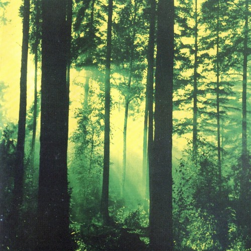 Forests of Witchery封面