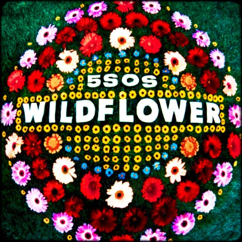 Wildflower封面