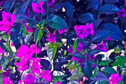 Roses Exodus封面