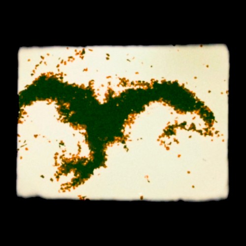 Wartilla (Dan Carey dub)封面