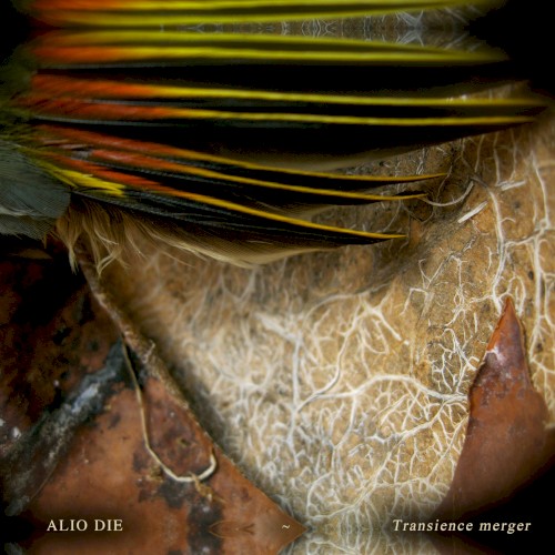 Transience Merger封面