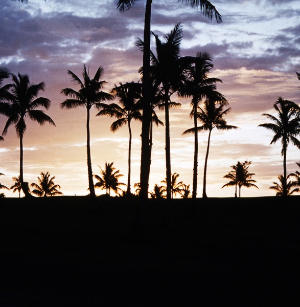 Tropical封面
