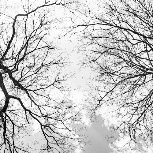 Crown Shyness Part 1封面