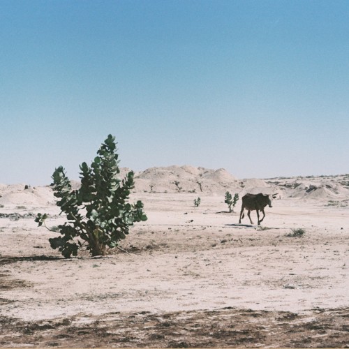 Alkhar Dessouf (Zeid Hamdan remix)封面