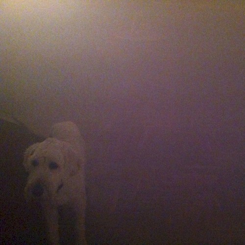 Dog in the Fog封面