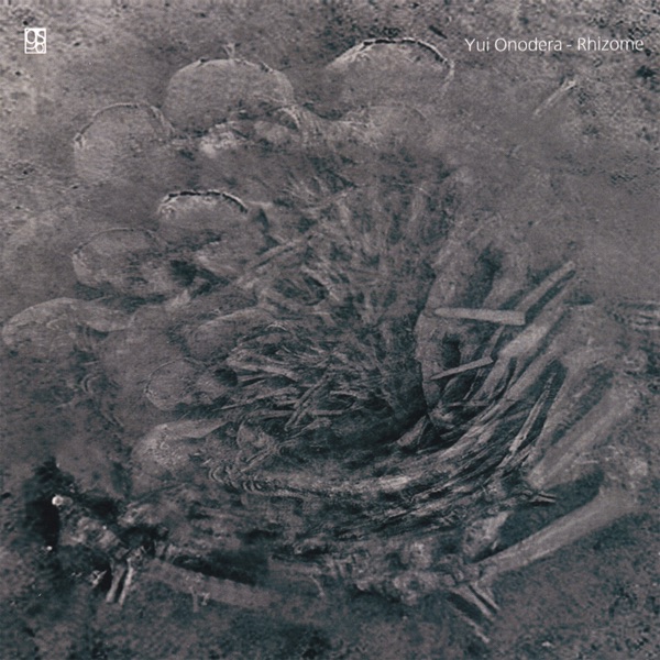 Rhizome封面