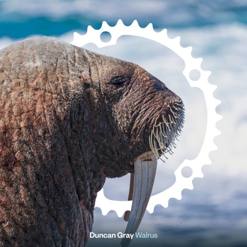 Walrus封面