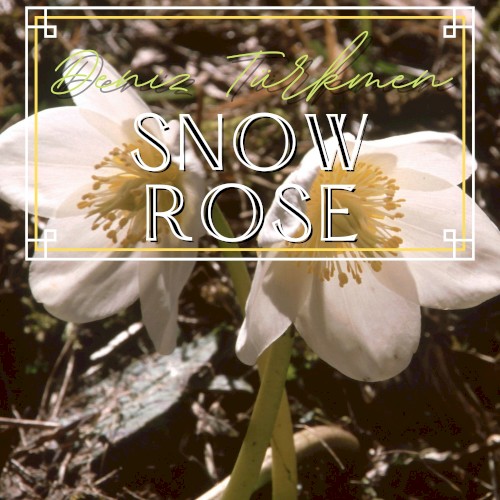 Snow Rose封面