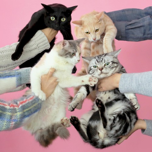 猫とアレルギー封面