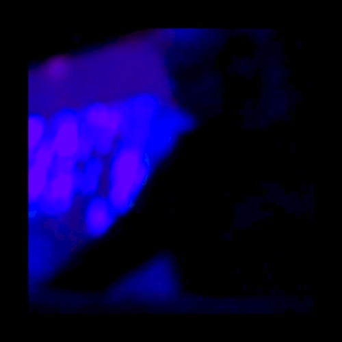 Sunday Dub — Live in Utrecht封面
