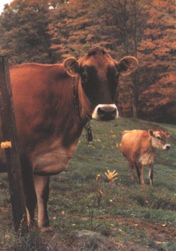 Cows Will Eat the Weeds封面