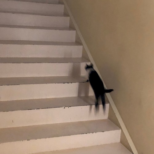 Myo (Cat)封面