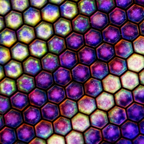 Microgalaxies封面