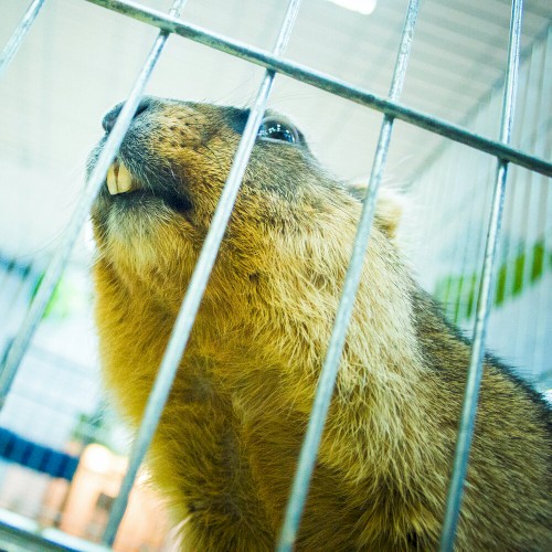 Beaver Cage封面