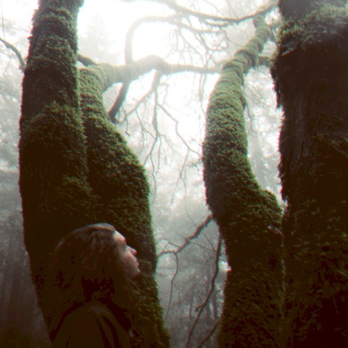 Running Through the Forest封面
