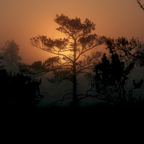 Golden Leaves (Sarah Watson rework)封面