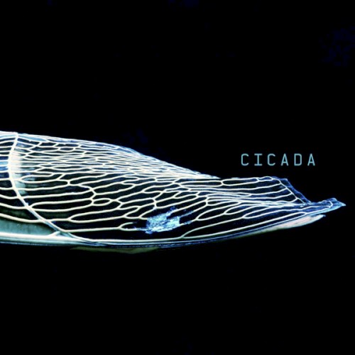 Cicada封面