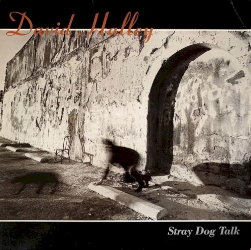 Stray Dog Talk封面