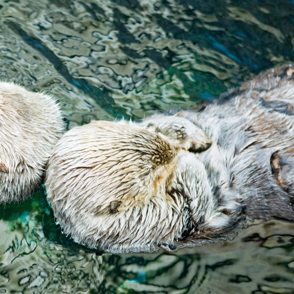 Otter封面