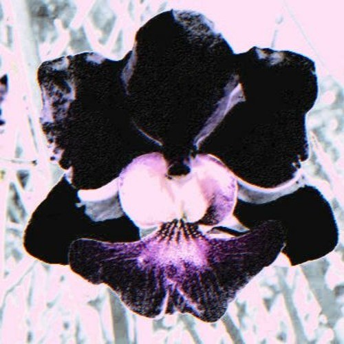 orchid封面