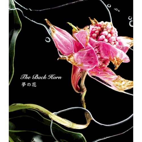 夢の花封面
