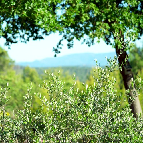 Provence (improvised – no intro)封面