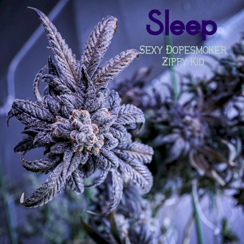 Sexy Dopesmoker Zippy Kid封面