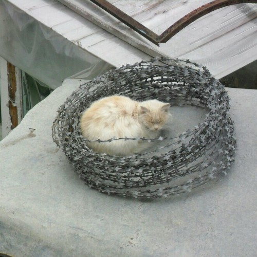 уличная жизнь封面