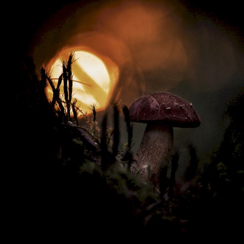 Beltane封面