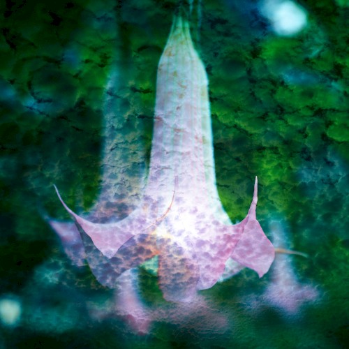 Moonflower封面