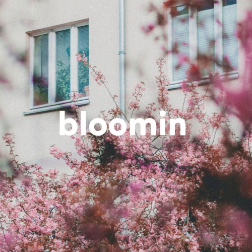 Bloomin’封面