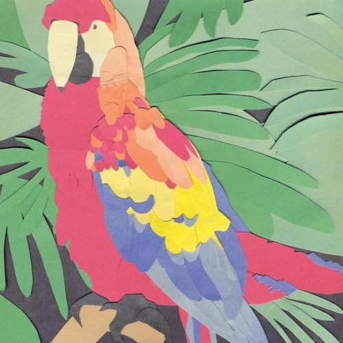 Parrot Flies封面