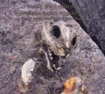 Shipwreck Radio, Volume One: Seven Sonic Structures From Utvær封面