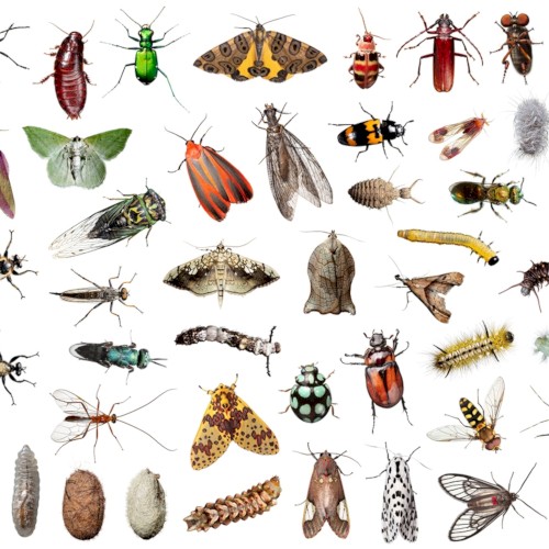 Insects封面